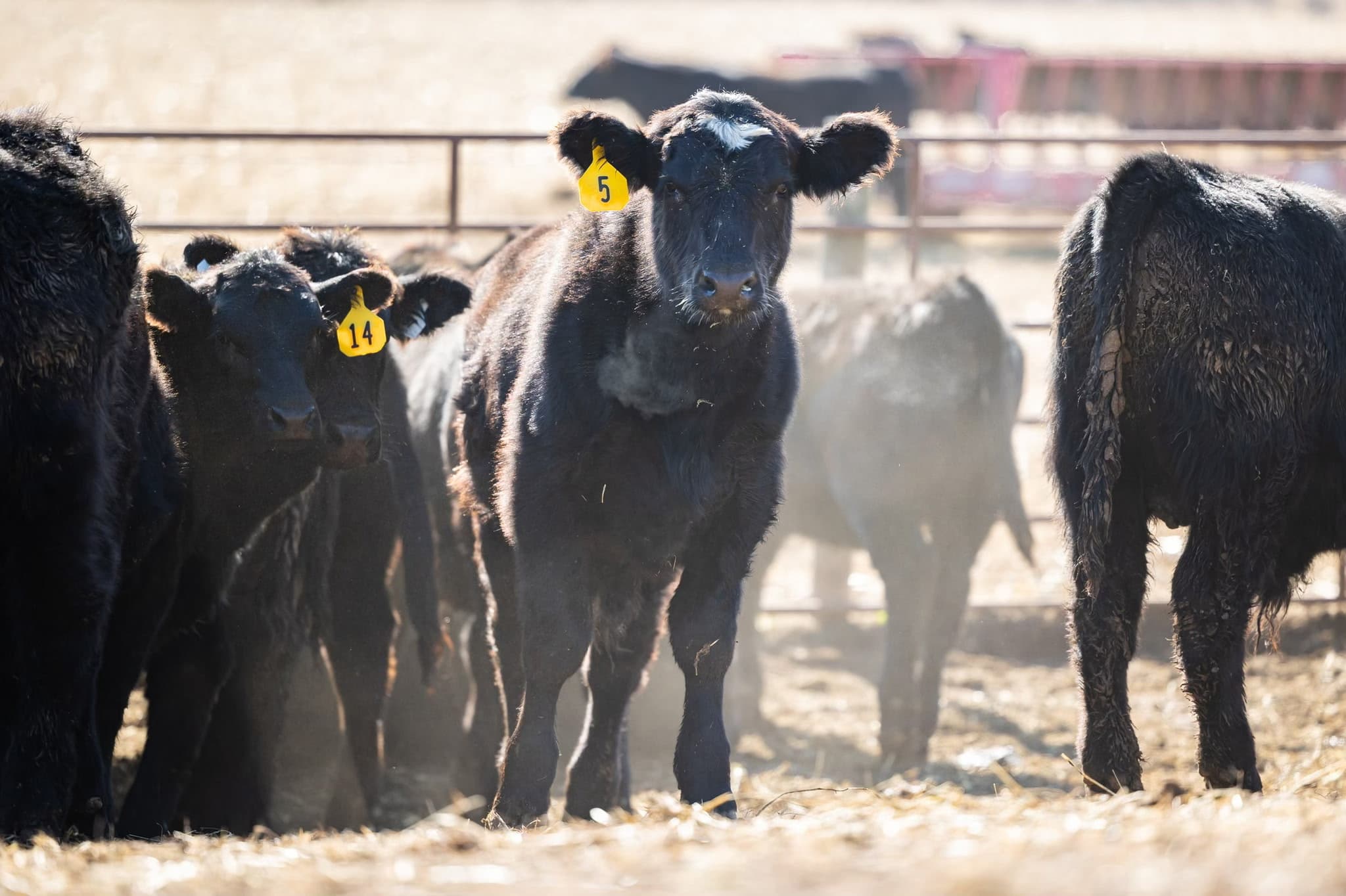 Northwoods Angus
