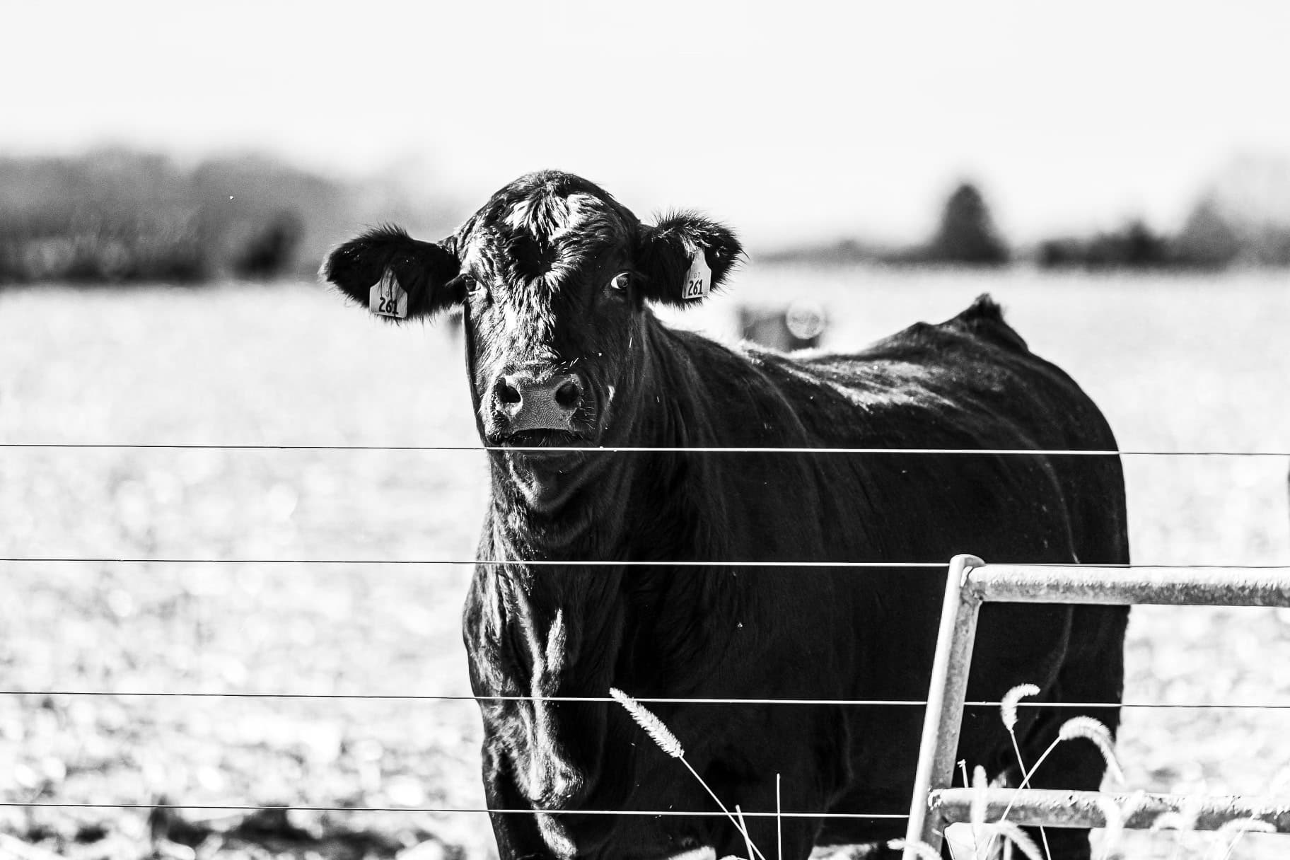 Verde Mesa Beef