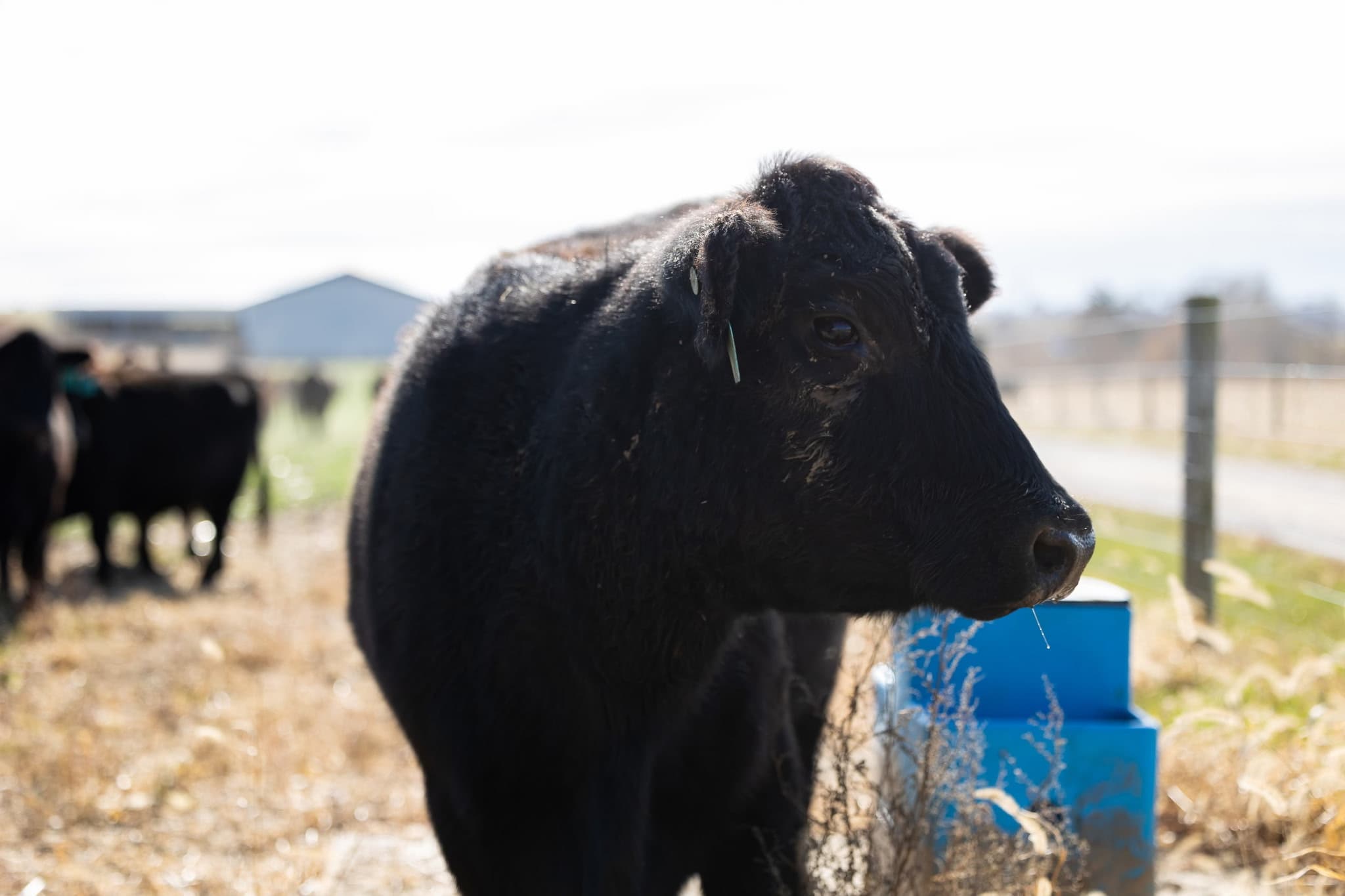 Cedar Creek Cattle Co.