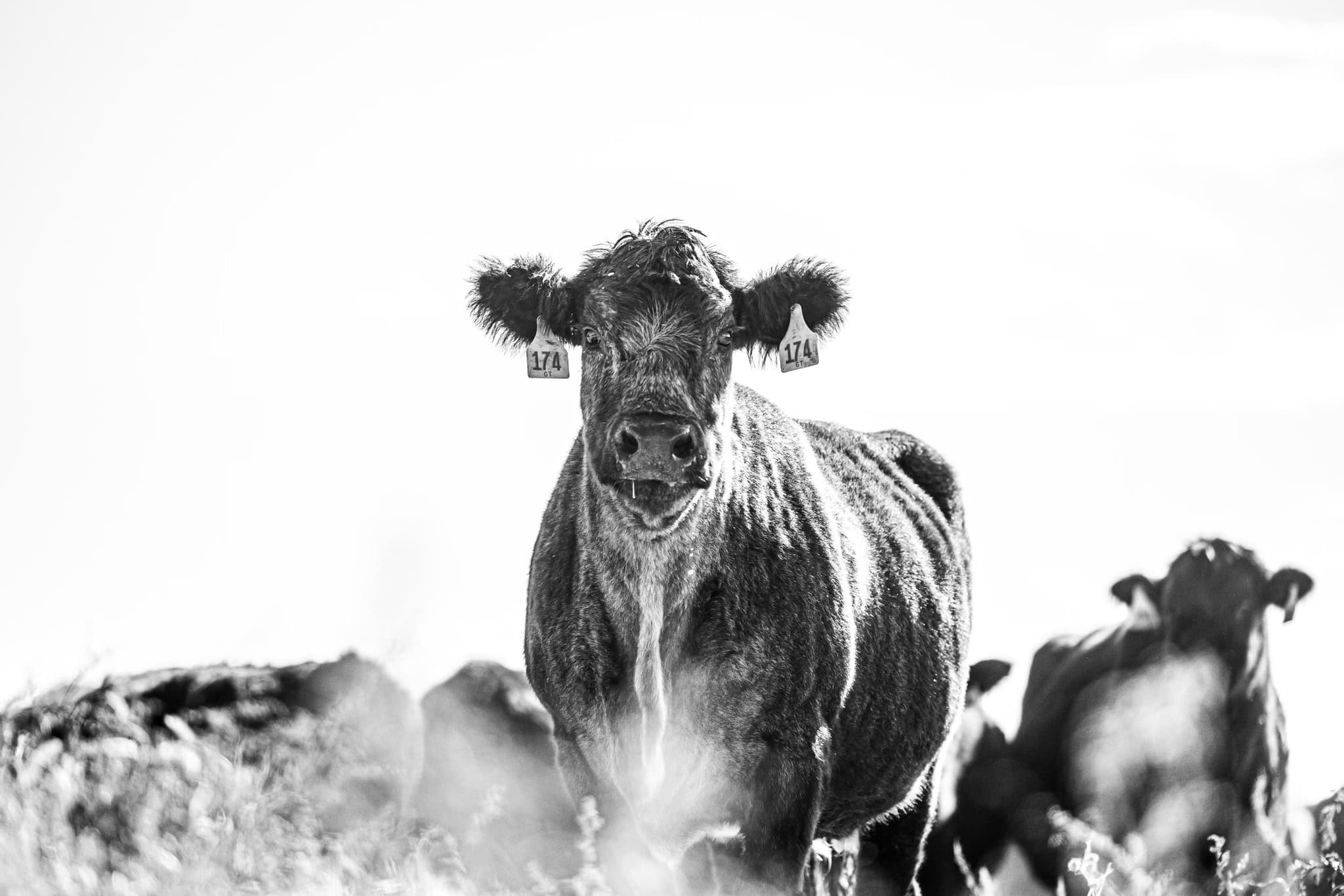 Cattle on the Beale Family Ranch