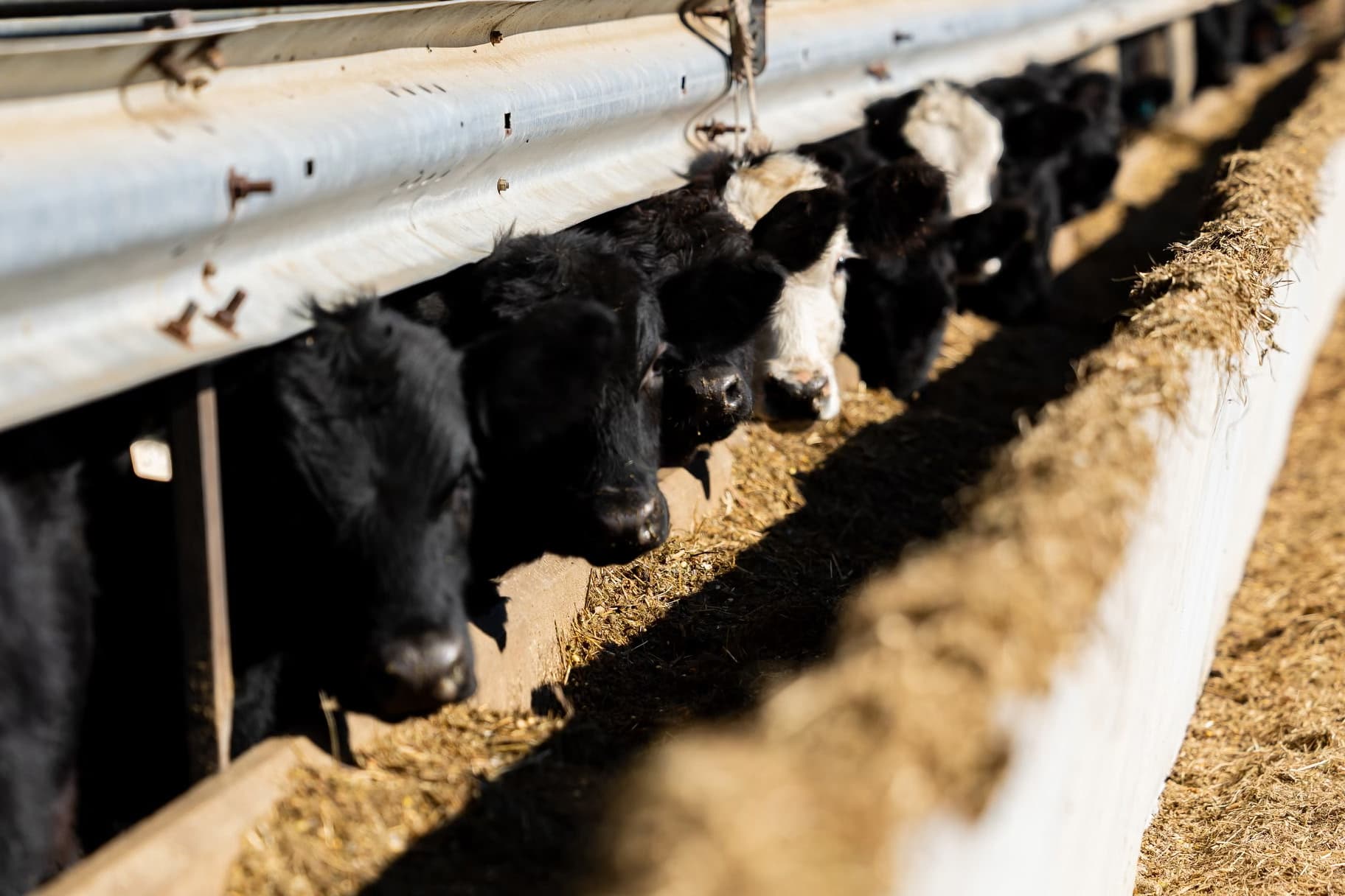 McBride Angus Farms